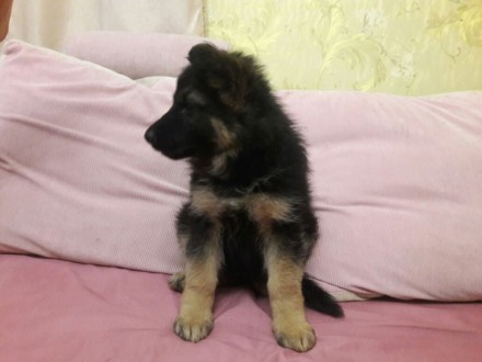 Чистокровный щенок немецкой овчарки, девочка, 2 месяца. Окрас чепрачный, длиннош. . фото 4