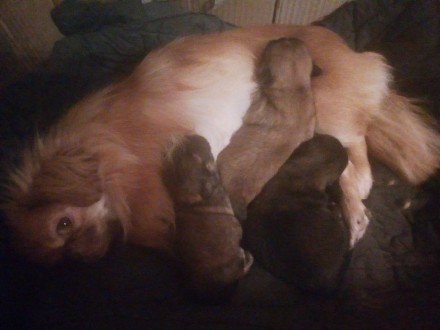 Очаровательные щенки пекинеса, два мальчика и девочка. Возраст 1 месяц. Готовы у. . фото 2