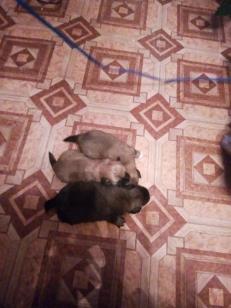 Очаровательные щенки пекинеса, два мальчика и девочка. Возраст 1 месяц. Готовы у. . фото 3