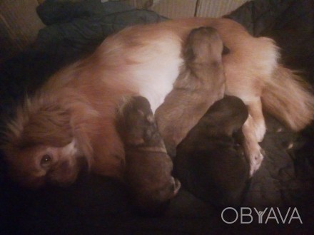 Очаровательные щенки пекинеса, два мальчика и девочка. Возраст 1 месяц. Готовы у. . фото 1