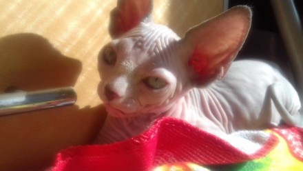 Продам котёнка канадского сфинкса, колорная биколорная (глазки голубые) очень ла. . фото 2