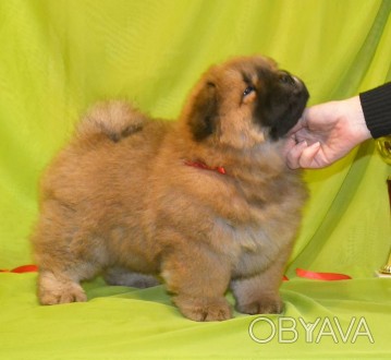 Chow Chow Puppies * Цуценята чау-чау 

d. o. b.  - desember 14 2018 * Дата нар. . фото 1
