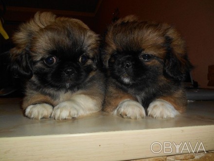 Продам щенков пекинеса - три девочки и один мальчик. Возраст один месяц, уже сам. . фото 1