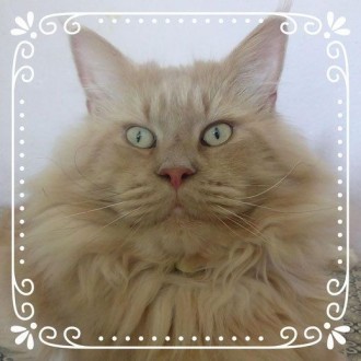 Мы предлагаем к продаже чистопородных котят Мейн Кун лучших европейских и америк. . фото 3
