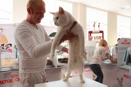 Мы предлагаем к продаже чистопородных котят Мейн Кун лучших европейских и америк. . фото 5