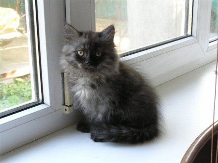 милый котик дымчато-черного окраса ищет заботливого хозяина. . фото 2