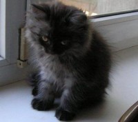 милый котик дымчато-черного окраса ищет заботливого хозяина. . фото 3