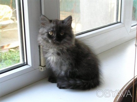 милый котик дымчато-черного окраса ищет заботливого хозяина. . фото 1