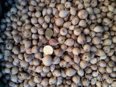 Однозубка (однодоля, однозубок) элитные семена чеснока чеснока «Софиевский» сорт. . фото 1