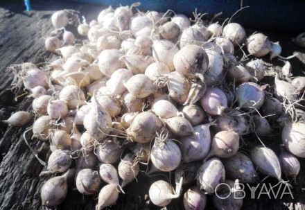 Однозубка (однодоля, однозубок) элитные семена чеснока чеснока «Софиевский» сорт. . фото 1