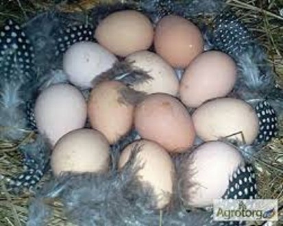 Продаю  инкубационные яйца  и молодняк племенных цесарок, Загорской Белогрудой, . . фото 8