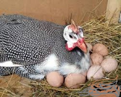 Продаю  инкубационные яйца  и молодняк племенных цесарок, Загорской Белогрудой, . . фото 2