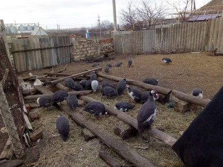 Продаю  инкубационные яйца  и молодняк племенных цесарок, Загорской Белогрудой, . . фото 7