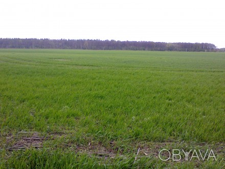 Продается 12 гектаров земли, ОСГ, 18 км. от Киева, Макаровский район, с. Новосел. . фото 1
