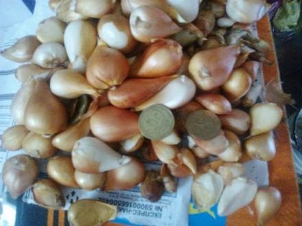 продам луковицы тюльпанов сортовых ,персылка,особые условия. . фото 3