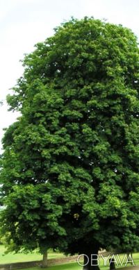 Листопадне дерево, що досягає 25 м висоти, або чагарник висотою 1,5—5 м. Доставк. . фото 3