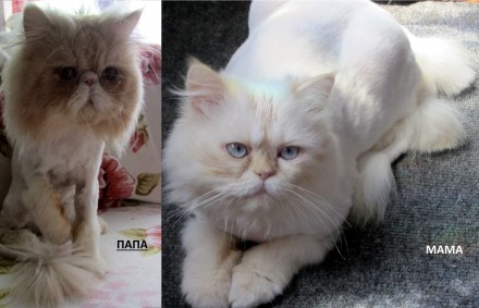 Продаются персидские котята.Возможна бронь(по предоплате), так как котята ещё ма. . фото 4