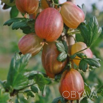 Неслухівський - ранній (солодкий вишневий)
Карат - надранній (вишневий)

Біль. . фото 1