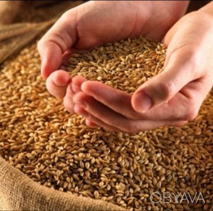 Компания "Дебора" оказывает услуги:
- фумигация зерна, сыпучих продовольственны. . фото 1