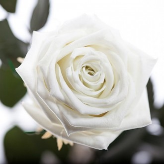 Долгосвежая роза Белый Бриллиант 7 карат короткий стебель (120263)
Удивительная . . фото 3