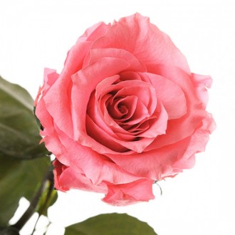 Долгосвежая роза Розовый Кварц 5 карат средний стебель (120265)
Удивительная роз. . фото 3