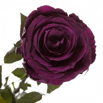 Долгосвежая роза Фиолетовый Аметист 7 карат средний стебель (120268)
Удивительна. . фото 3