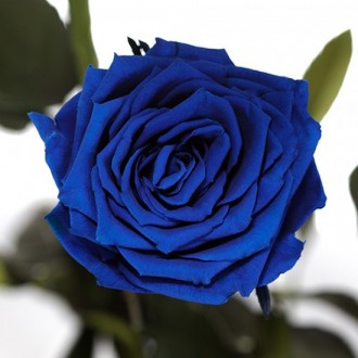 Долгосвежая роза Синий Сапфир 7 карат средний стебель (120269)
Удивительная роза. . фото 3