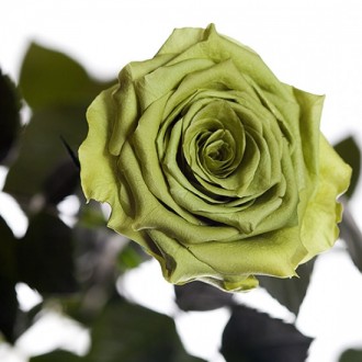 Долгосвежая роза Лаймовый Нефрит 7 карат средний стебель (120270)
Удивительная р. . фото 3