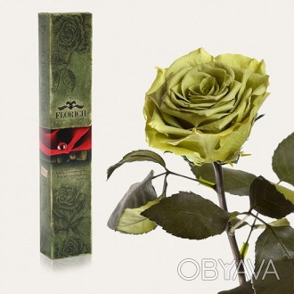 Долгосвежая роза Лаймовый Нефрит 7 карат средний стебель (120270)
Удивительная р. . фото 1