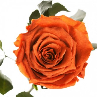 Долгосвежая роза Огненый Янтарь 7 карат средний стебель (120272)
Удивительная ро. . фото 3