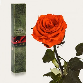 Долгосвежая роза Огненый Янтарь 7 карат средний стебель (120272)
Удивительная ро. . фото 2
