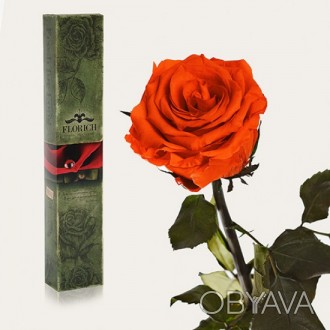 Долгосвежая роза Огненый Янтарь 7 карат средний стебель (120272)
Удивительная ро. . фото 1