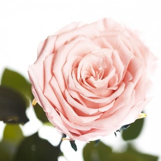 Долгосвежая роза Розовый Жемчуг 7 карат средний стебель (120273)
Удивительная ро. . фото 3