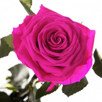 Долгосвежая роза Малиновый Родолит 7 карат средний стебель (120275)
Удивительная. . фото 3