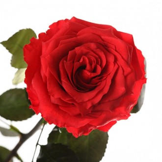 Три долгосвежих розы Красный Рубин 7 карат средний стебель (120312)
Удивительная. . фото 3