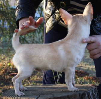 Продам щенка чихуахуа. Очаровательный мальчик. 9 месяцев.
Родился 08.05.2018, в. . фото 4