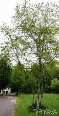 Листопадне дерево заввишки 18-27 м, з правильню, овальною, густою кроною, швидко. . фото 7