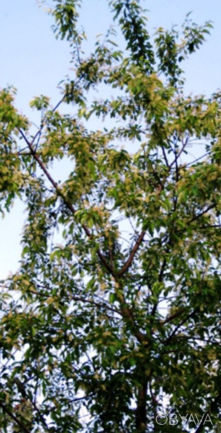 Листопадне дерево заввишки 18-27 м, з правильню, овальною, густою кроною, швидко. . фото 1
