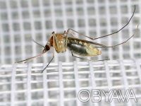 Москитные сетки-Лучшая защита от комаров и других вредных насекомых. . фото 4