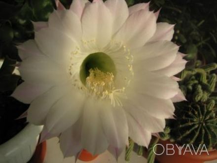 Продам кактусы Эхинопсис Rhodotricha (echinopsis rhodotricha) бело- розовый грам. . фото 1