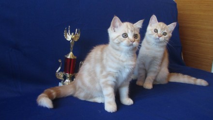 Предлагаем шотландских прямоухих котят красного серебристого окраса. Рождены от . . фото 4