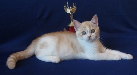Предлагаем шотландских прямоухих котят красного серебристого окраса. Рождены от . . фото 3