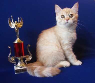 Предлагаем шотландских прямоухих котят красного серебристого окраса. Рождены от . . фото 2
