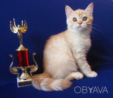 Предлагаем шотландских прямоухих котят красного серебристого окраса. Рождены от . . фото 1