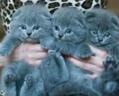 Шотланські та бенгальські котята, доставка по Україні, фото та відео на вайбер. . фото 4