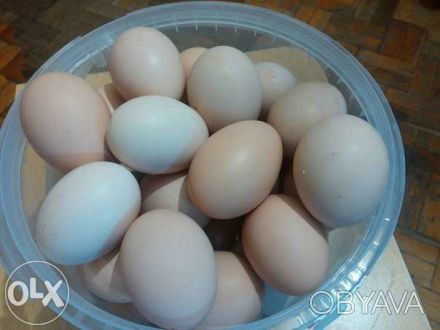 Продам домашні курячі яйця.. . фото 1