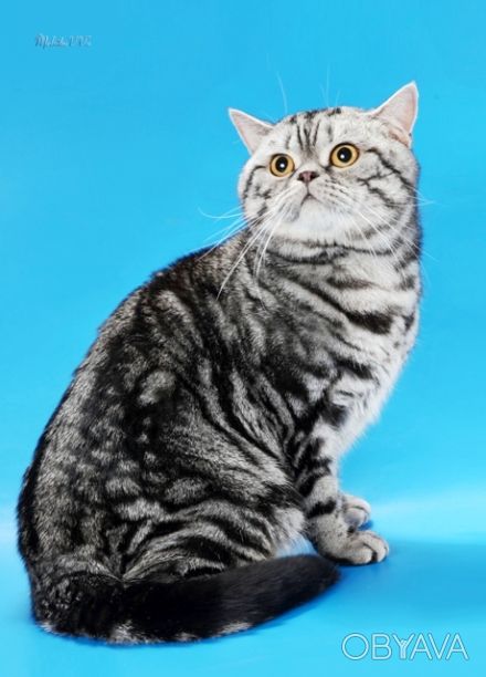 Шикарный чистокровный, титулованный клубный кот, чемпион породы, рекомендован в . . фото 1