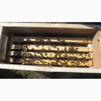 Продам бджолопакети туру та мід з власної пасіки. Карпатської породи, на 4 рамки. . фото 3