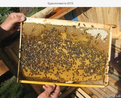 Продам бджолопакети туру та мід з власної пасіки. Карпатської породи, на 4 рамки. . фото 2