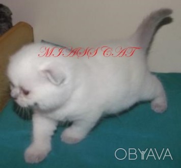 Предлагается к продаже вислоухий котенок с густой плюшевой шубкой, большими глаз. . фото 1